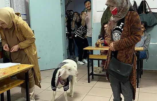 Kuzuya kazak giydirdi, oy kullanmaya gitti