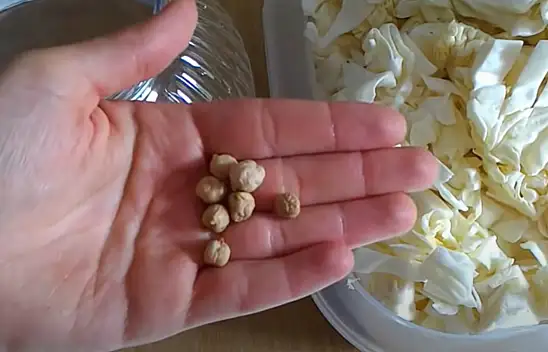 Lahana turşusunu hep yanlış yapmışız. Turşunun erimesine neden olan hata!