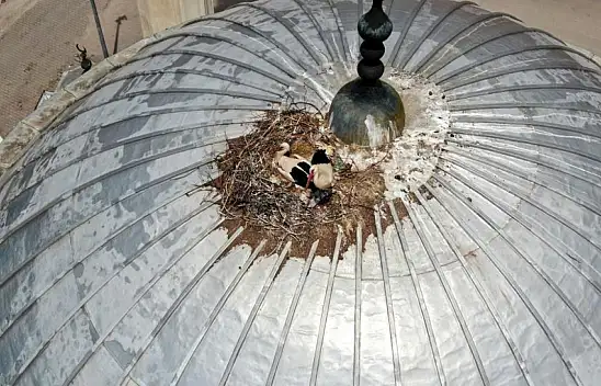 Leylekler yavrularına yuva olarak camiyi seçti