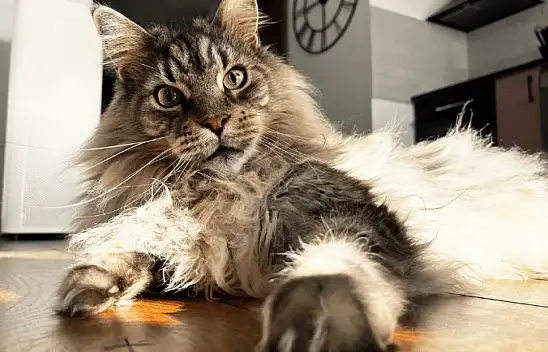 Maine Coon: Dost canlısı devlerin dünyasına giriş