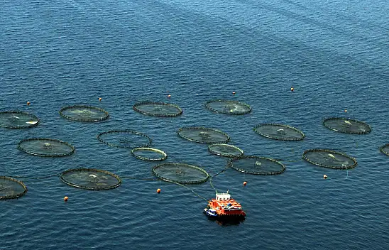 Muğla ihracat rekorunu su ürünleriyle kırıyor