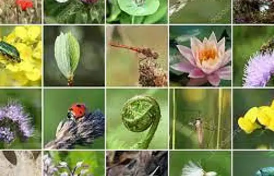 Nesli tükenmekte olan bitkiler: Doğanın unutulan mirası