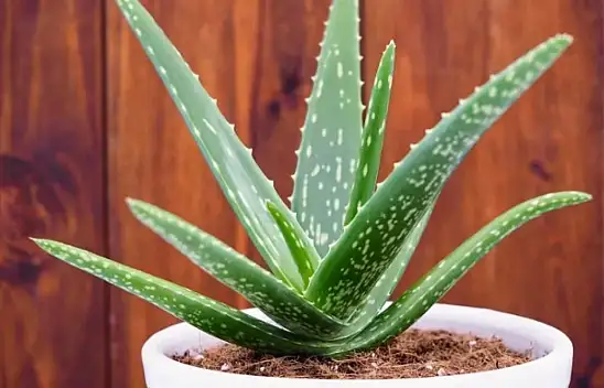 O bitkinin mucizevi faydaları şok ediyor!