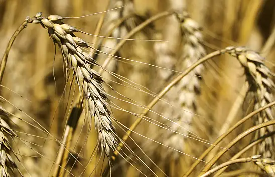 O ilde buğday hasadı başladı