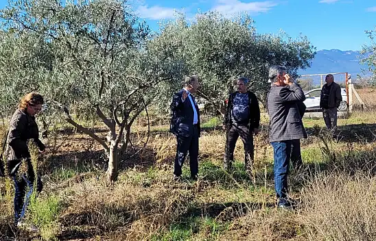 O meyve ağacında dal kanseri görüldü: Üreticiler uyarıldı!
