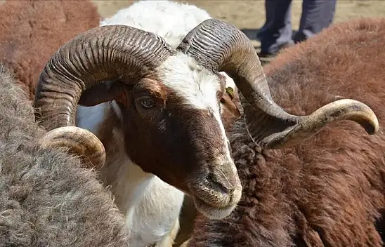 O Tebliğ Resmi Gazete'de yayımlandı