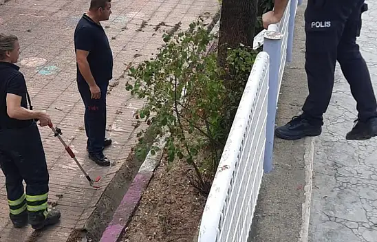 Okul bahçesinde yılan paniği