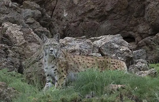 Orada bir vaşak var