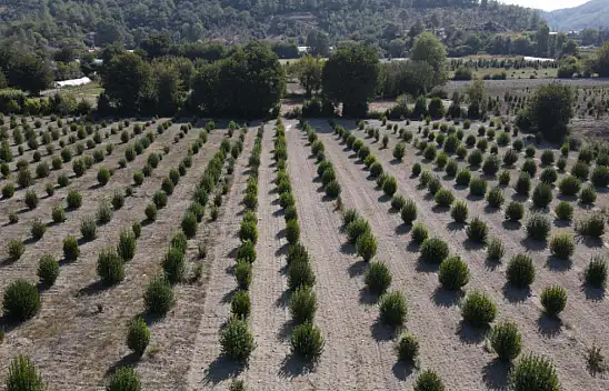 Orman Müdürlüğü'nün projesi çiftçilere yaradı!