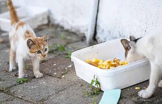 Konya'da Özel çocuklar sokak hayvanları için yemek kabı üretti!
