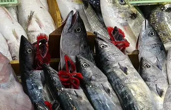 Palamut ve torik için av yasakları başlıyor