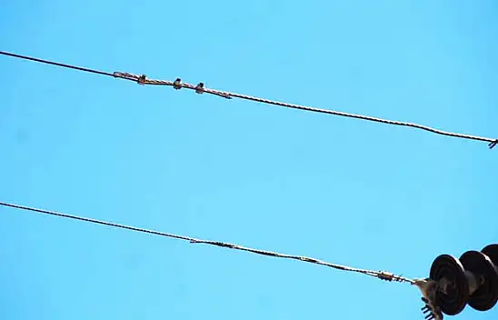 Papağanı kurtarmak isteyen gençten acı haber