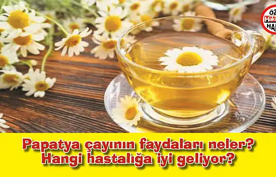 Papatya çayının faydaları neler? Hangi hastalığa iyi geliyor?
