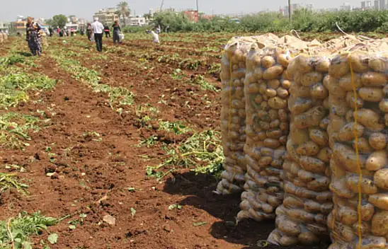 Patates hasadı başlıyor. İşçi ve araçların ücreti belli oldu!