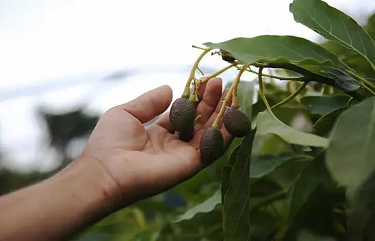Portakal ağaçları arasında yetişiyor, ihracat aşamasında
