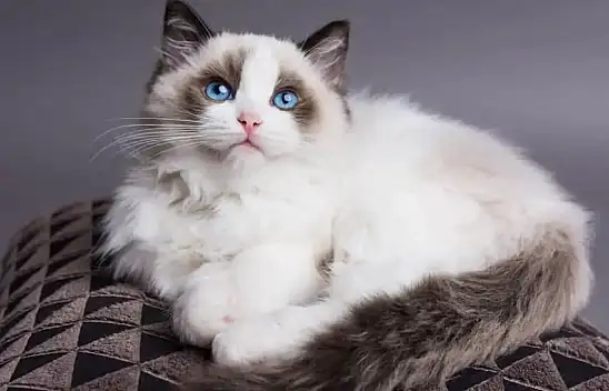 Ragdoll kediler: Evinize uyum sağlayan mükemmel yoldaşlar