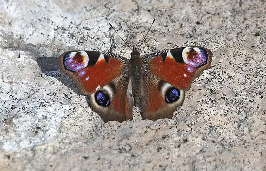 Renkli güzelliğin sembolü: Tavus Kelebeği