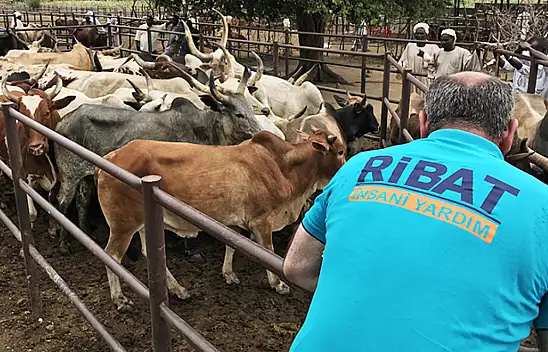 Ribat Kurban'a Hazır