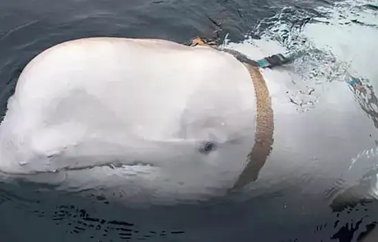 Rusya'nın casus balinası İsveç'te görüldü