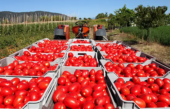 Rusya'ya domates ihracatında kota yükseltildi