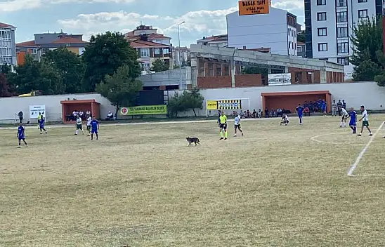 Sahaya giren köpek maçı durdurdu
