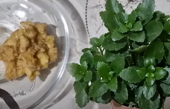 Saksının dibine koyunca böcekleri yok ediyor! Çiçeklerin güzelleşmesi için bunu yapın.