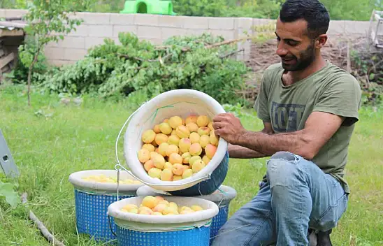 Sarı altın olarak da nitelendirilen kayısının hasadı başladı