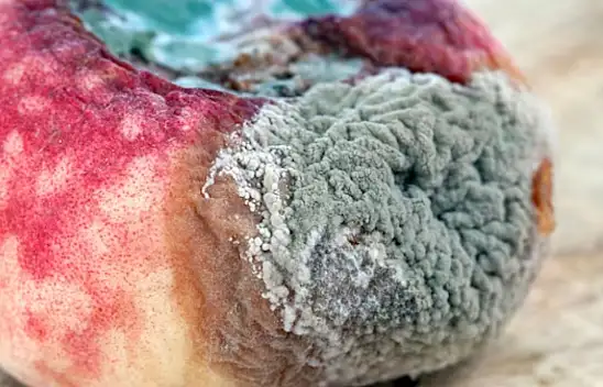 Şeftalinin çürümesi nasıl önlenir? Nektarin çiftçisi açıkladı. Eve getirdiğinizde bu şekilde saklayın