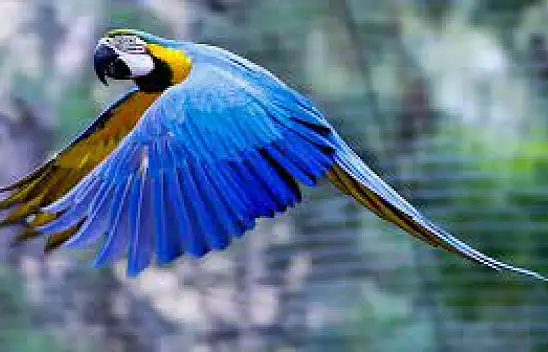 Selçuk Üniversitesi Öğretim Üyesi evinde 10 papağan besliyor