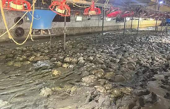 Sele teslim olan köydeki tavuk çiftliğinde 8 bin 400 tavuk telef oldu