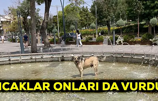 Sıcaklar onları da vurdu!