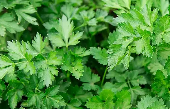 Şifa kaynağı maydanozun faydaları nelerdir? Kalori açısından nasıl bir besindir?