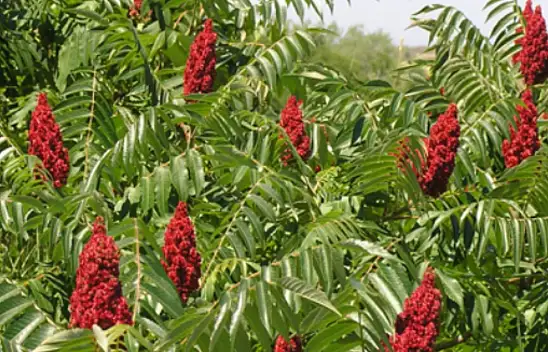 Sindirimi kolaylaştırıyor ve solunumu rahatlatıyor. Kaynayan suya bir kaşık atın ve için