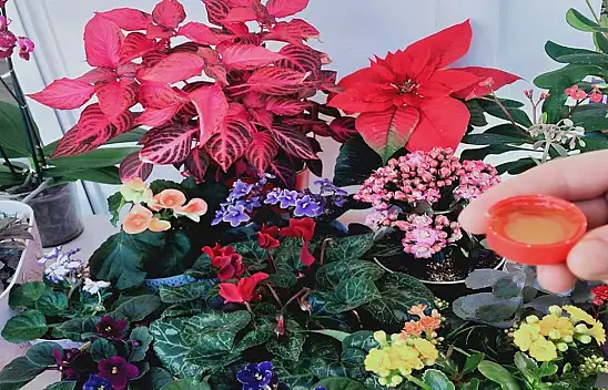 Sineklenme olan saksı çiçekleri en doğal çözüm! Karışımı bitkilerin dibine dökün ve bekleyin