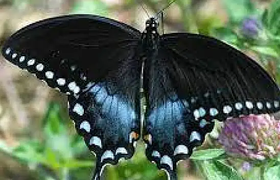 Siyah inci kelebeği nerede görülür? Daha çok nerelerde yaşarlar?