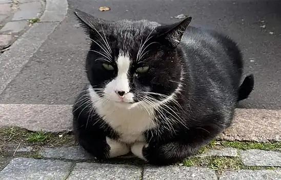 Sokak kedisini öldüren şahsa ev hapsi