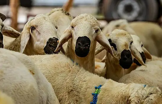 STK'ler kurban bağışlarını depremzedelere ulaştıracak