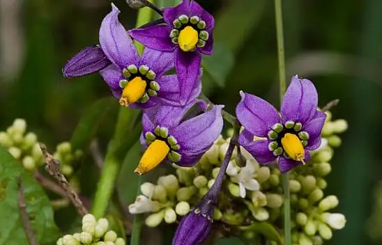 Stres ve Anksiyeteye Karşı Yaban Yasemini: Nasıl Yardımcı Olur?