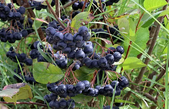 Süper meyve hasadına başlandı! Antioksidan değeri çok yüksek...