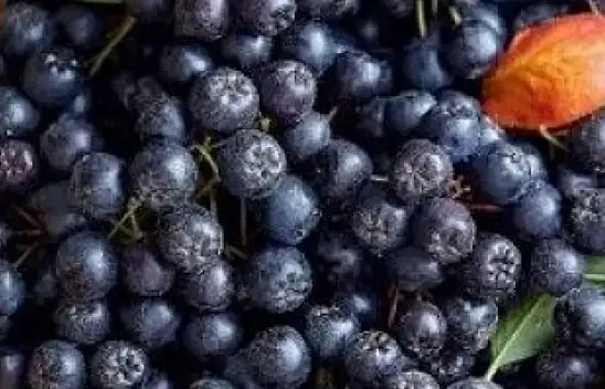 Süper meyvede hasat başladı. Kansızlık ve kanserin baş düşmanı…