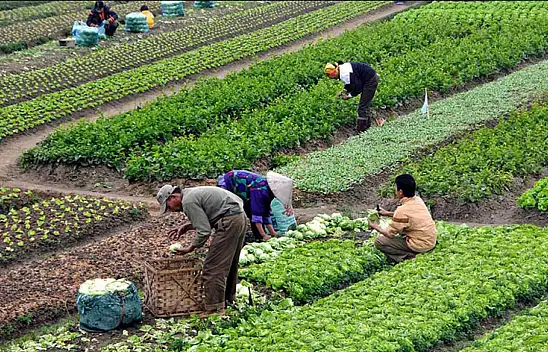 Sürdürülebilir çiftçilik: Ekolojik tarımın geleceği