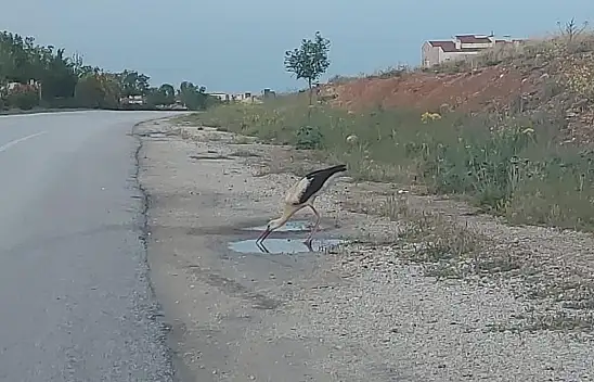Sürüsünden kopan leylek yol kenarındaki su birikintisinden susuzluğunu giderdi