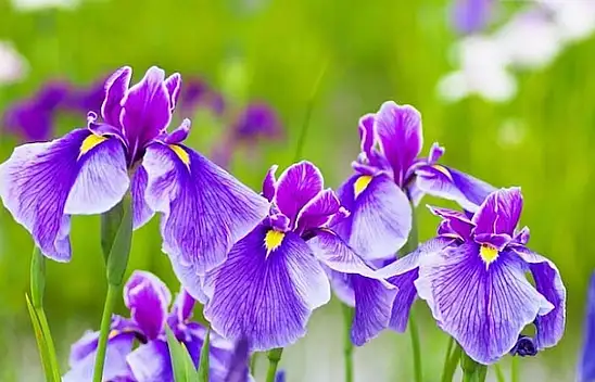 Süsen Çiçeği nedir? Süsen çiçeği hakkında bilmeniz gerekenler...