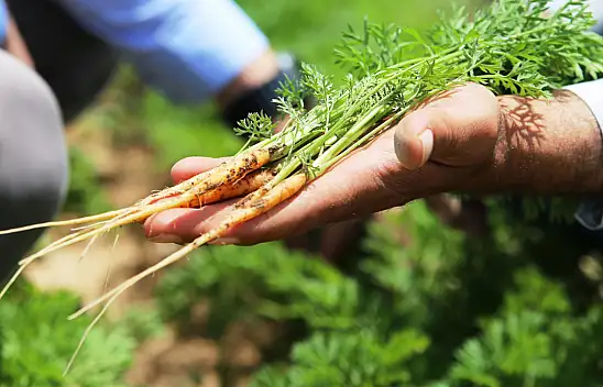 Tahıl Ambarı Konya'dan sebze ekimi