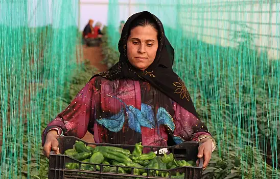 Tarımsal girdi fiyat endeksi yıllık yüzde 49,70 arttı