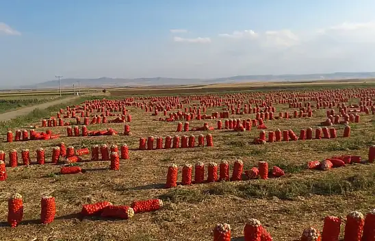 Tarla fiyatı ortaya çıktı. Pazarda markette görenler ateş püskürdü