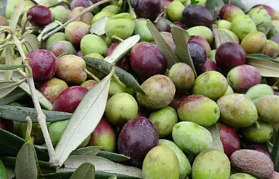 Tarlada 30 markette 239 TL. Mersin'de hasat hayal kırıklığıyla başladı! Rekolte can yakıyor