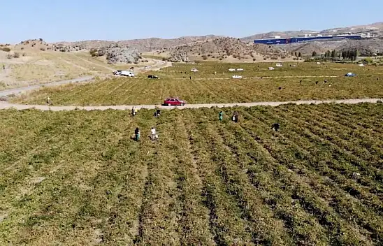 Tarlasında kalan mahsulleri bedavadan dağıttı!