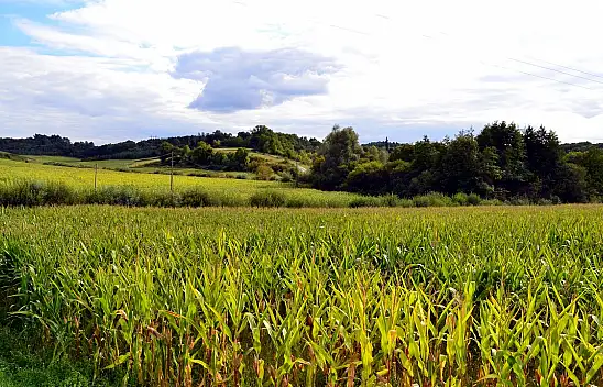 Tarlasını 2 yıl boş bırakana devlet müdahalesi!