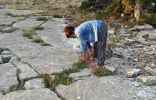 Taşın toprağın arasında yetişiyor demeti 20 liraya satılıyor…